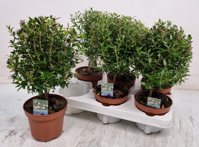 <h4>MYRTUS COM</h4>