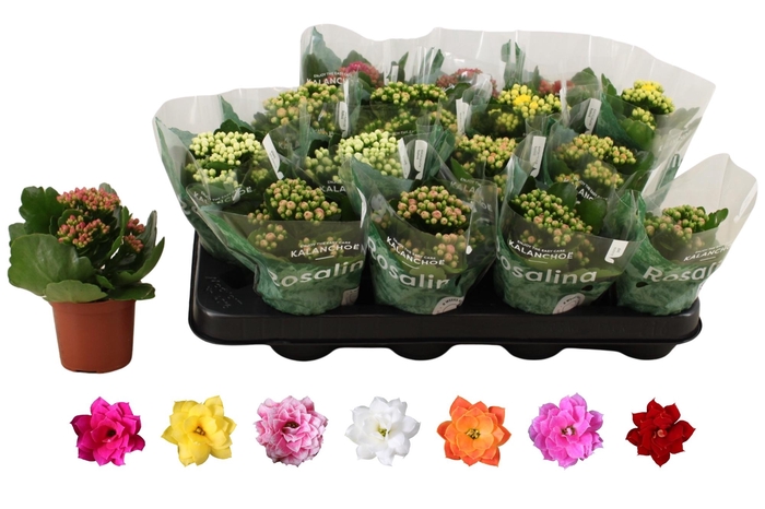 <h4>KAL GE RO GEM 6 KL</h4>