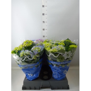 Hydrangea mac. 'Early Blue'