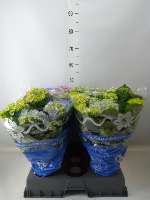 <h4>Hydrangea mac. 'Early Blue'</h4>