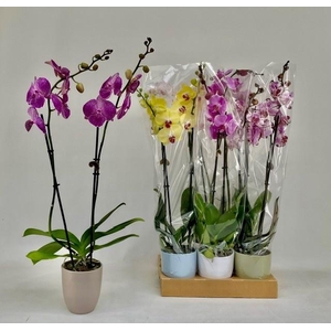 PHAL GEM