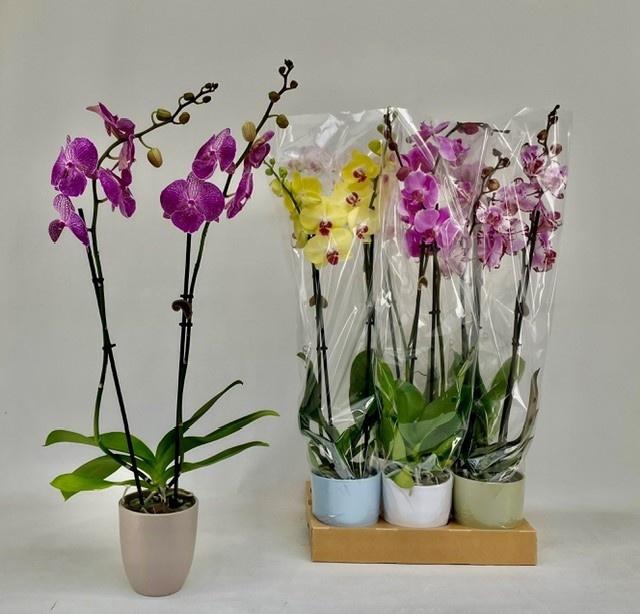 <h4>PHAL GEM</h4>