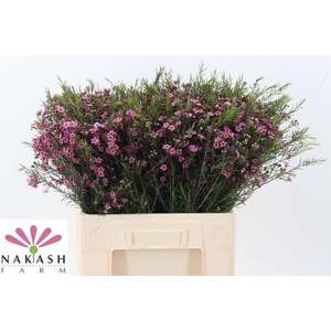 CHAME UN PURPLE PRID