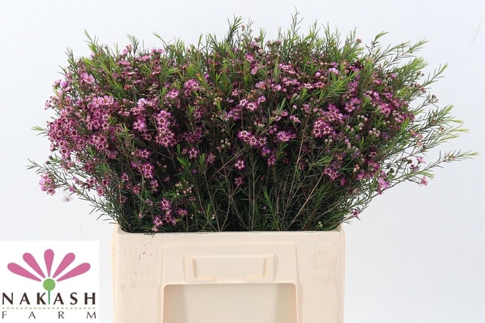 <h4>CHAME UN PURPLE PRID</h4>