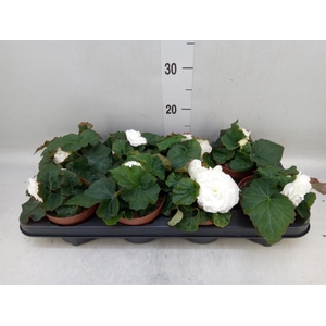 Begonia tuber. 'Tenella White'