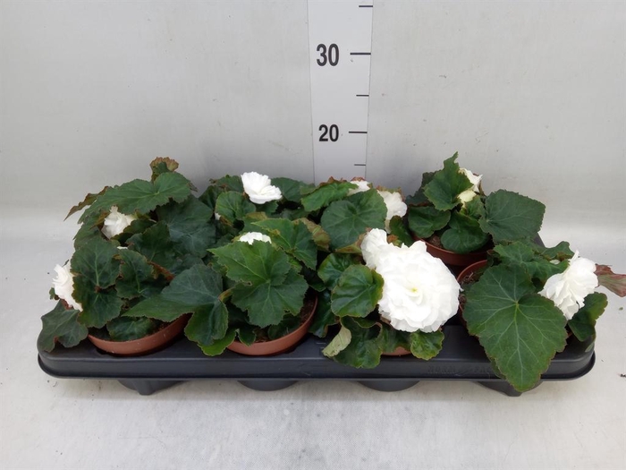 <h4>Begonia tuber. 'Tenella White'</h4>