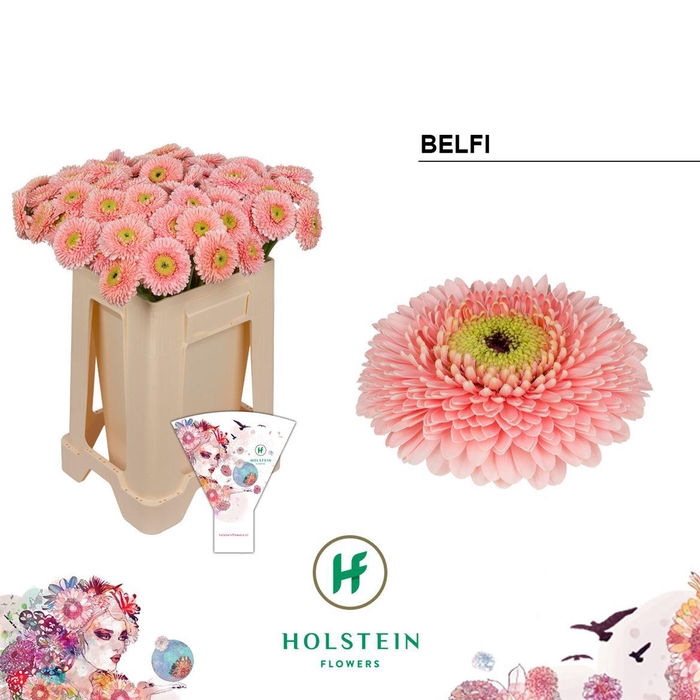<h4>Ge Mb Pom Belfi</h4>