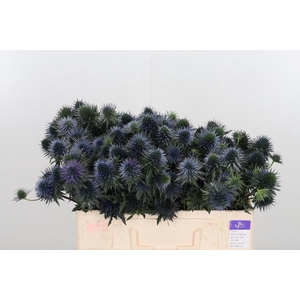 Eryn Scorpiu Questar