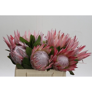 Protea Cynaroides