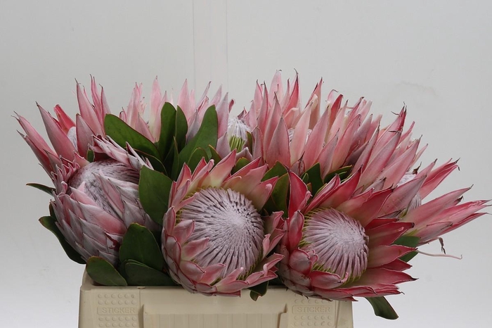 <h4>Protea Cynaroides</h4>