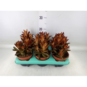 Kalanchoe NF tomentosa