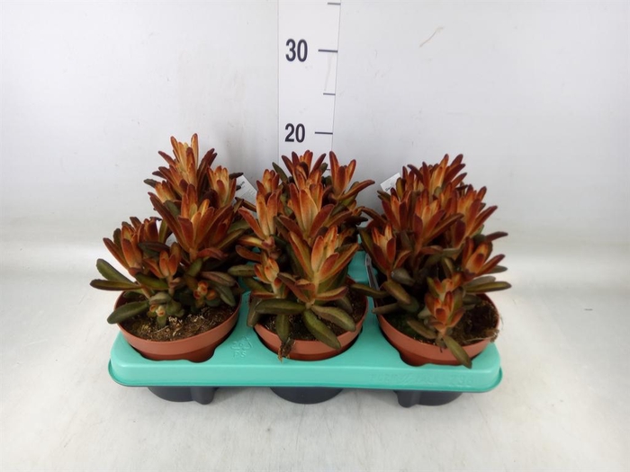 <h4>Kalanchoe NF tomentosa</h4>