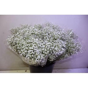 Gyps Pa Zi Discovery X5