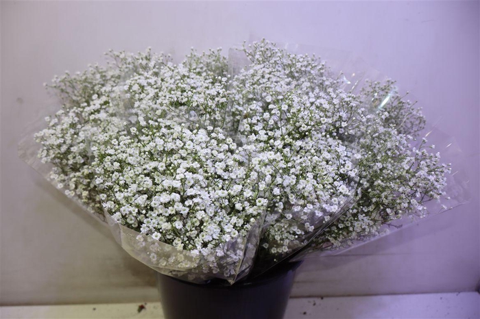 <h4>Gyps Pa Zi Discovery X5</h4>