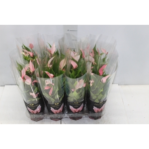 ANTHURIUM LILLI P09 PREMIUM