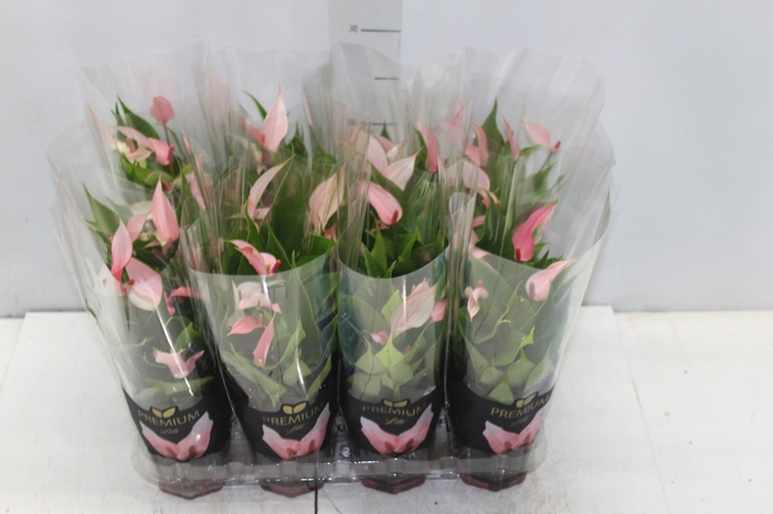 <h4>ANTHURIUM LILLI P09 PREMIUM</h4>