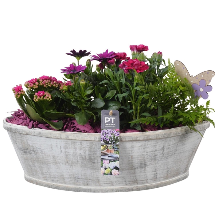 <h4>PTPP7010 Arrangement Patio in houten boot</h4>