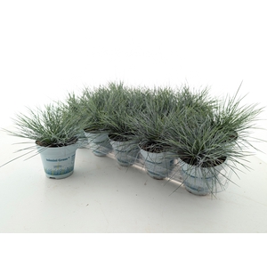 FEST GL COMPACT BLUE