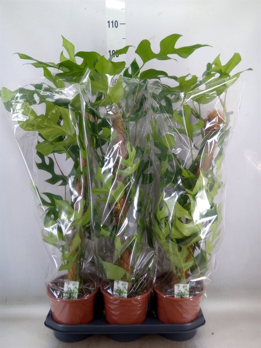 <h4>Monstera delic. 'Piccolo'</h4>