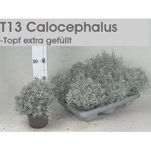 LEUCOPH BROWNII