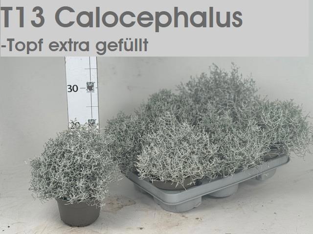 <h4>LEUCOPH BROWNII</h4>
