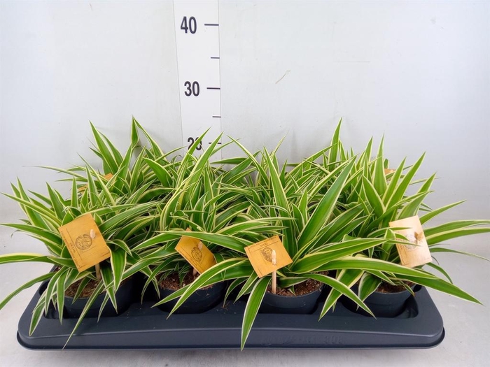 <h4>Chlorophytum com. 'Ocean'</h4>