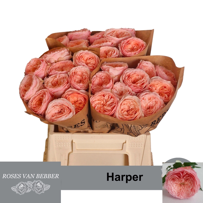 <h4>R GR HARPER!</h4>