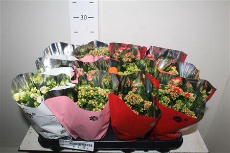 <h4>Kal Ge Gem 5 Kl</h4>