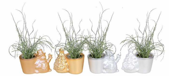 <h4>JUNCUS SPIRALLIS</h4>