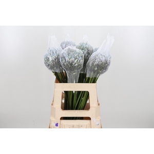 Agapanthus Kl Bh Blauw