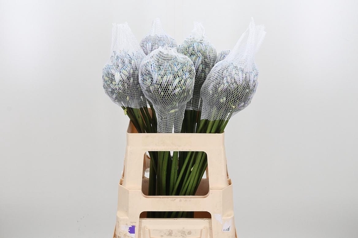 Agapanthus Kl Bh Blauw