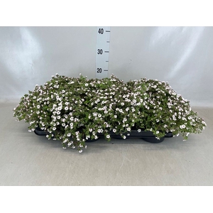 Gypsophila cerastioides