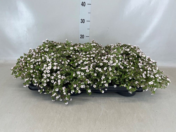 <h4>Gypsophila cerastioides</h4>