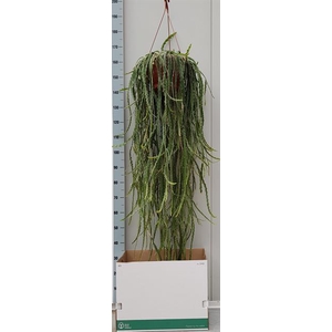 LEPISMIUM CRUCIFORME