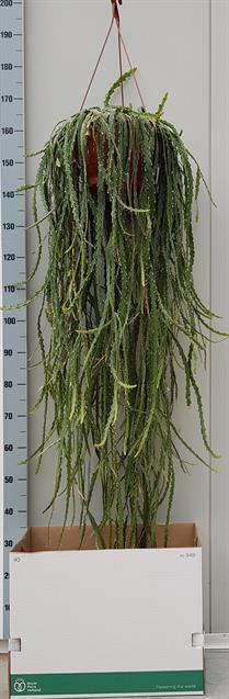 LEPISMIUM CRUCIFORME