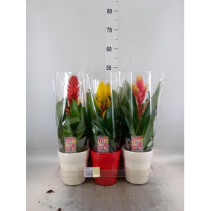 Vriesea   ...mix 6