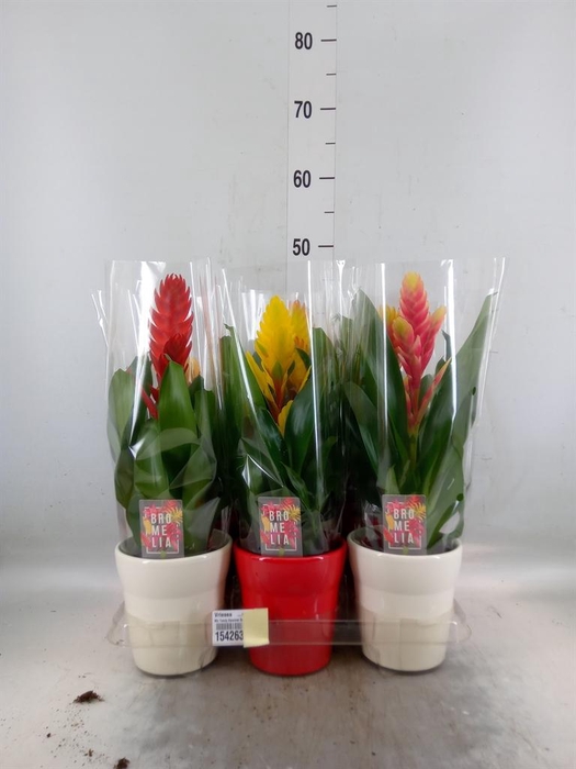 <h4>Vriesea   ...mix 6</h4>