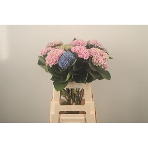 Hydr M Mag Revolution Pastel