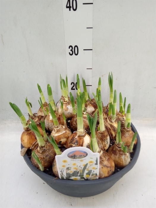 <h4>Narcissus ...</h4>