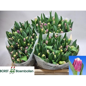 TU PA CRACKER PARROT