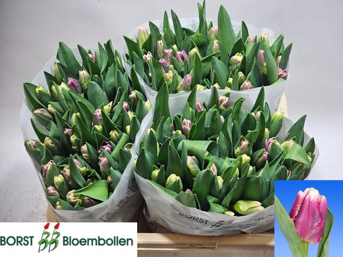 <h4>TU PA CRACKER PARROT</h4>