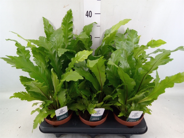 <h4>Asplenium nidus 'Campio'</h4>