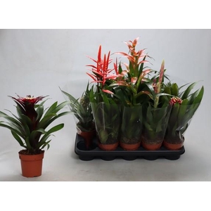 BROMELIA GEM