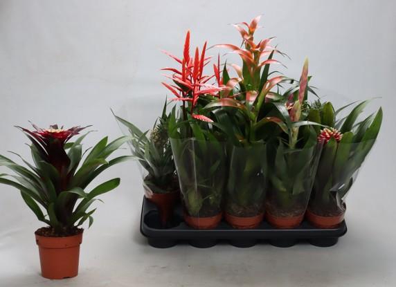 <h4>BROMELIA GEM</h4>