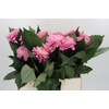 Dahlia Strawberry Ice