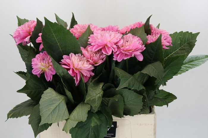 Dahlia Strawberry Ice