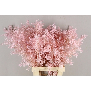 PF Ruscus 70cm Bs L.Pink