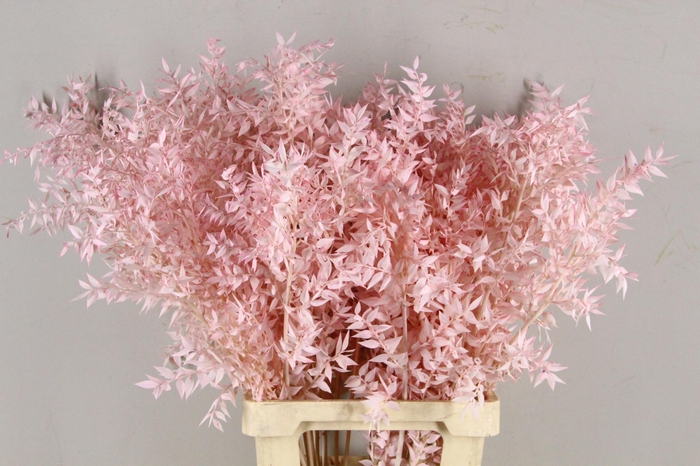 <h4>PF Ruscus 70cm Bs L.Pink</h4>