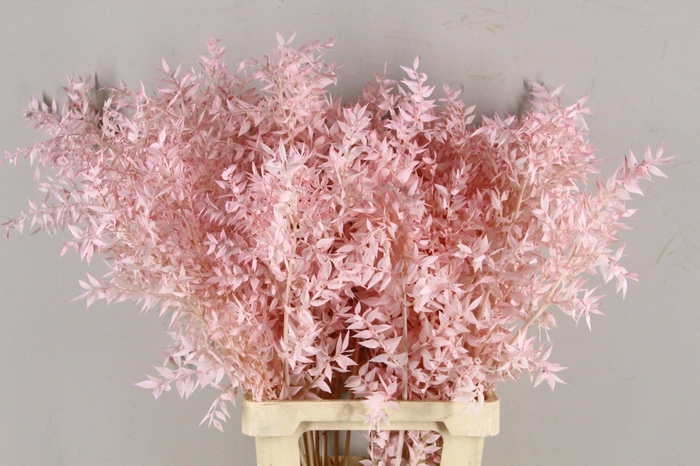 <h4>PF Ruscus 70cm Bs L.Pink</h4>