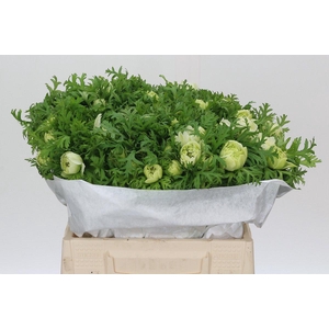 Anemone Levante White